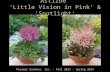 Astilbe ‘Little Vision in Pink’ & ‘Spotlight’ Pioneer Gardens, Inc. – Fall 2013 - Spring 2014.