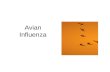 Avian Influenza. Contents Avian influenza/ Occurrence of Avian influenza A virus infections of humans History of influenza Economic Impact H5N1 Epidemiology.