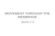 MOVEMENT THROUGH THE MEMBRANE Section 7-3. The cell membrane Function : Regulates what enters and leaves the cell. Provides protection and support Selective.