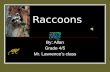 Raccoons By: Allan Grade 4/5 Mr. Lawrence’s class.