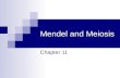 Mendel and Meiosis Chapter 11. Mendel’s Laws of Heredity Heredity – passing on traits from parents to offspring Gametes – sex cells; they have a haploid.
