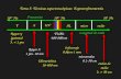 Tema 5: Técnicas espectroscópicas: Espectrofotometría Rayos  (gamma) < 1 pm Rayos X 1 pm- 10 nm Ultravioleta  10-400 nm Visible 400-800nm Infrarrojo.