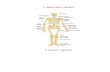 Anatomia e Njeriut