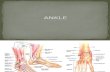 gangguan ankle dengan gambaran radiologi
