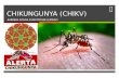 Virus de Chikungunya
