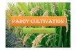 Paddy Cultivation GVHSS MANANTHAVADY
