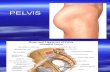 Pelvis, Atlas Organ Genitalia FemALE