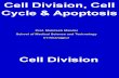Cell Division, Cell Cycle &  Apoptosis