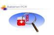 Bakterien PCR. Überblick Epidemiologie 16s Bakterien PCR.