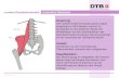 ©DTB, Version 2010 Lenden-Darmbeinmuskel musculus iliopsoas Ursprung: Der Lendenmuskel (musculus psoas major) entspringt im LWS-Bereich und am 12. Brustwirbel.