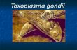 Toxoplasma gondii. Classificação Filo Apicomplexa Classe Sporozoae Ordem Eucoccídea Família Sarcocystidae Subfamília Toxoplasmatinae Gênero Toxoplasma.