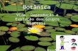 Botânica Vida, Reprodução e Evolução dos Grupos Vegetais. Prof. Magrão.