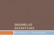 ORGANELAS OXIDATIVAS Mitocôndrias e Peroxissomos.