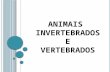 ANIMAIS INVERTEBRADOS E VERTEBRADOS. O S I NVERTEBRADOS : Os animais que não possuem coluna vertebral são invertebrados que são divididos em grupos: Insetos.
