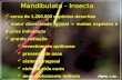 Mandibulata - Insecta cerca de 1.200.000 espécies descritas maior diversidade animal  muitas espécies e muitos indivíduos grande radiação revestimento.