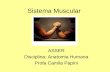 Sistema Muscular ASSER Disciplina: Anatomia Humana Profa Camila Papini.