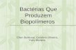 Bactérias Que Produzem Biopolímeros Ellen Barbosa, Carolina Oliveira, Yves Moreira.