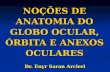 NOÇÕES DE ANATOMIA DO GLOBO OCULAR, ÓRBITA E ANEXOS OCULARES Dr. Enyr Saran Arcieri.