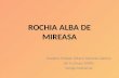 Rochii Mireasa PowerPoint Presentation