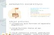 APARATO DIGESTIVO (anatomía, fisiología de la digestión, patologías...)
