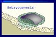 Embryogenesis Kel Congenital
