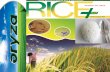 19th October ,2015 Daily Exclusive ORYZA Rice E-Newsletter by Riceplus Magazine