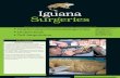 Iguana Surgeries