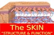 Skin Structure & Function