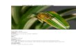 Care Sheet - African Sedge Frogs