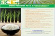 13th January,2015 Daily Global Rice E_Newsletter by Riceplus Magazine