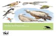 Guía de Aves Comunes de Segovia (España)