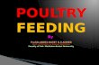 Poultry Feeding 2dv