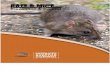 RATS & MICE - Contra Costa Mosquito & Vector Control District