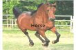 Asset 9110 Horse Svms 2057