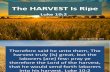 Sermon: The Harvest is Ripe