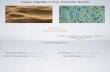 Origin of Rigidity in Dry Granular Solids