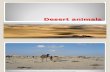 Desert Animals by Ridha Hussain