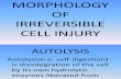 Morphology of Irreversible Cell Injury