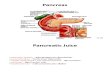 HPA Digestive System Pancreas Liver Small Intestine Part II Koopstyle