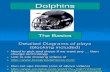 HHP Dolphin 2009 (Begin Playbook)
