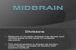 08 Midbrain