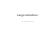 Histo - Large Intestines