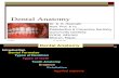 Dental Anatomy for MBBS