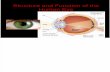 Structure and Function of the Human Eye