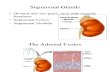 Adrenal Gland Lecture 8-9