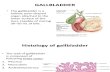 Histology of Gallbladder by Dr Roomi