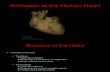 Animation of the Human Heart