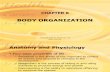 8 Body Organization