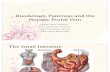 Duodenum, Pancreas, and Hepatic Portal Vein