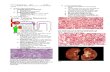 Tubulointerstitial Disease Visual Path